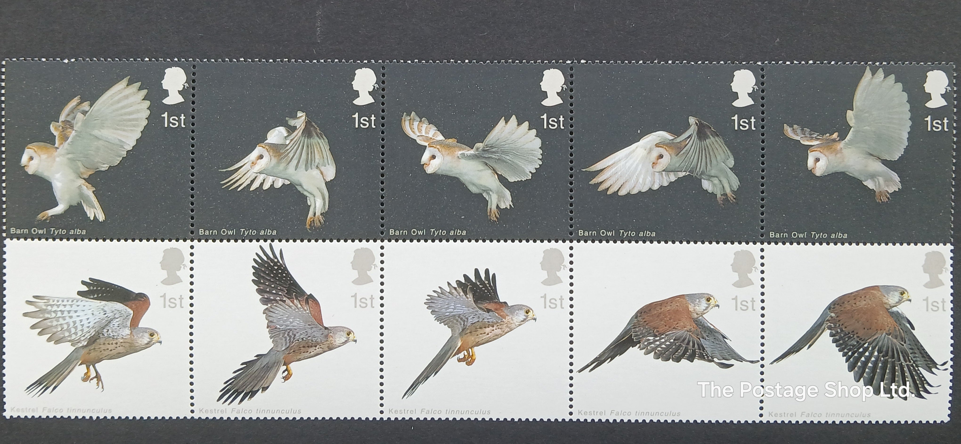 Birds of Prey in Flight - Save up to 40%