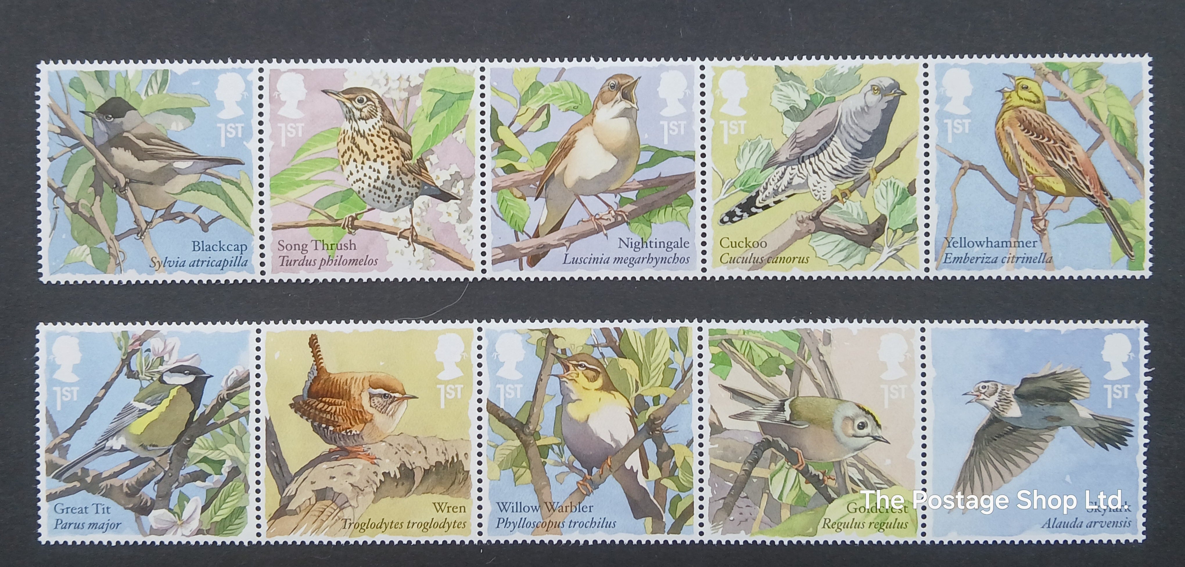 Song Birds - Save up to 35%