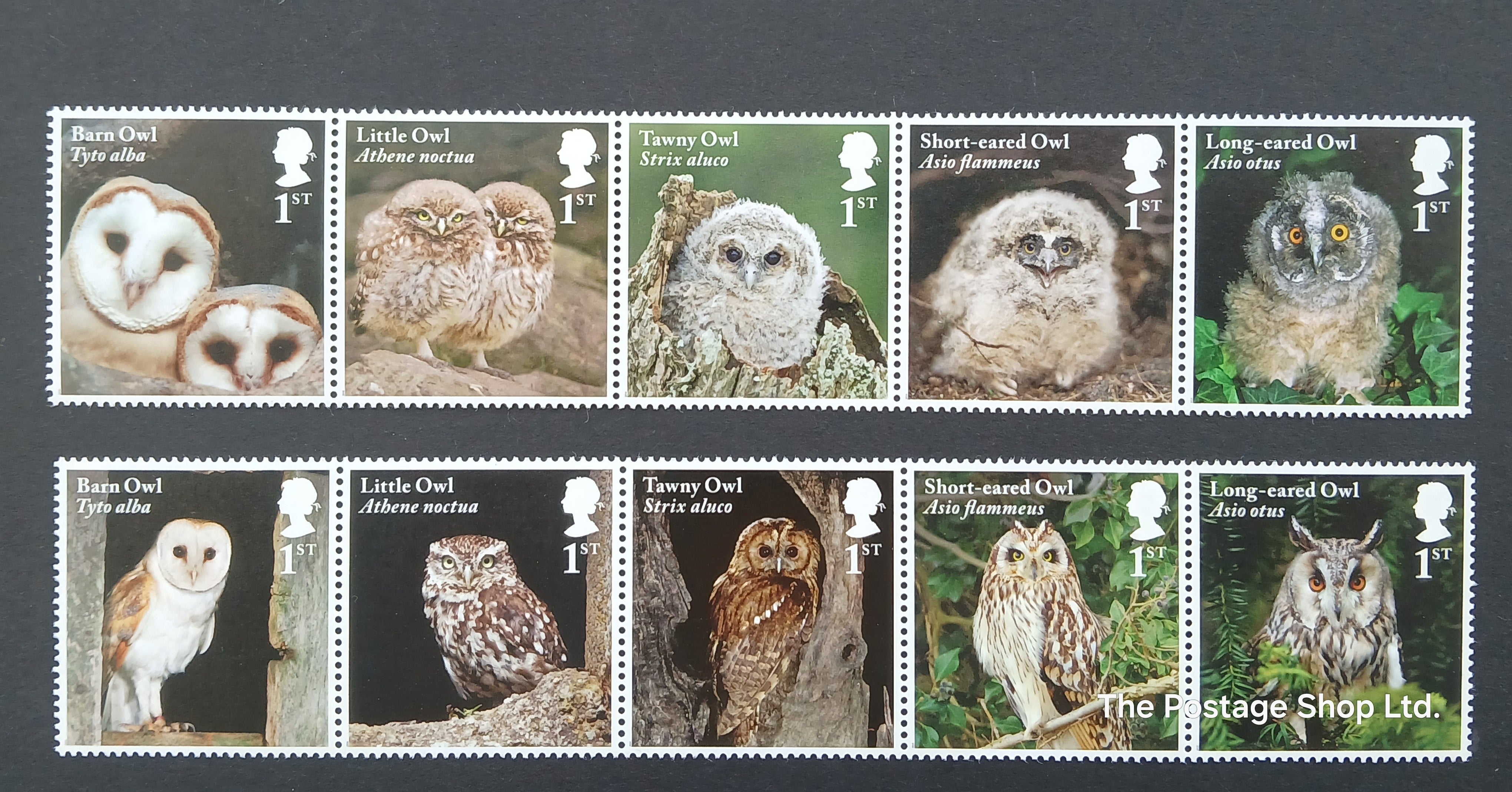 Owls - Save up to 30%