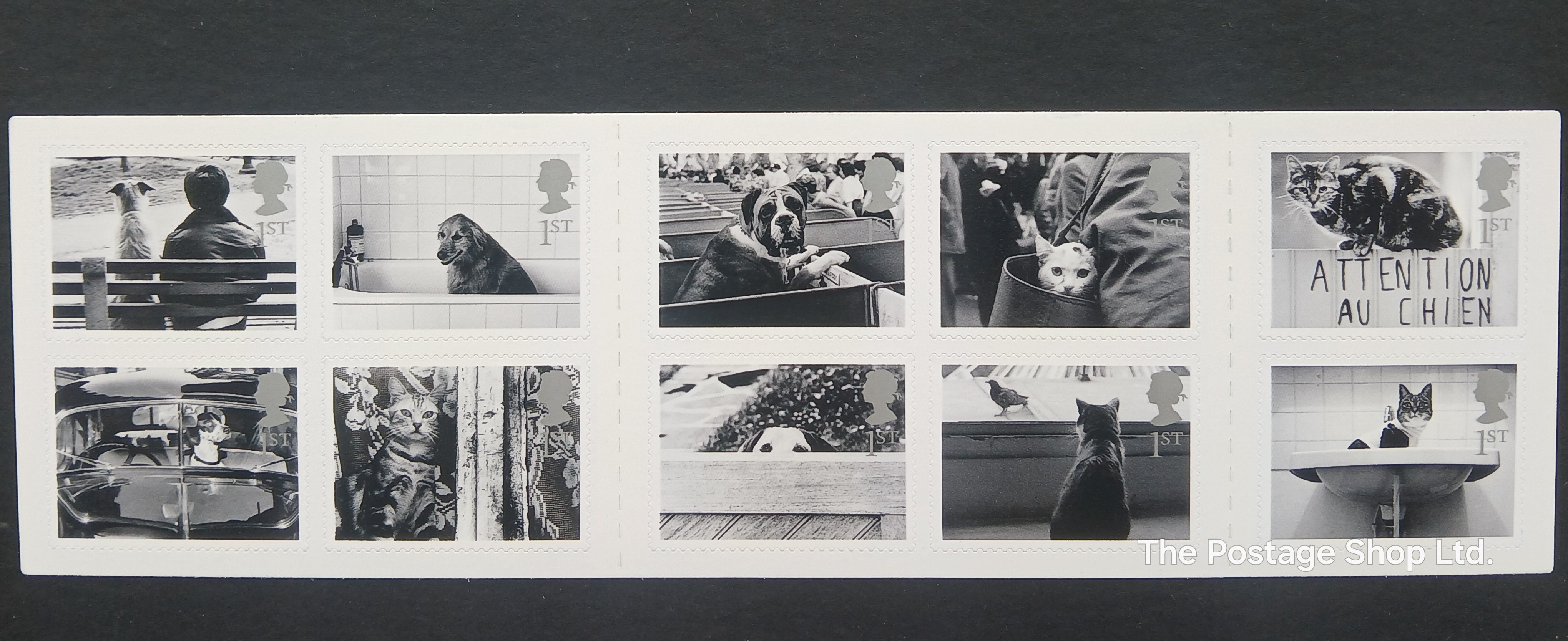 Cats and Dogs - Save up to 40%