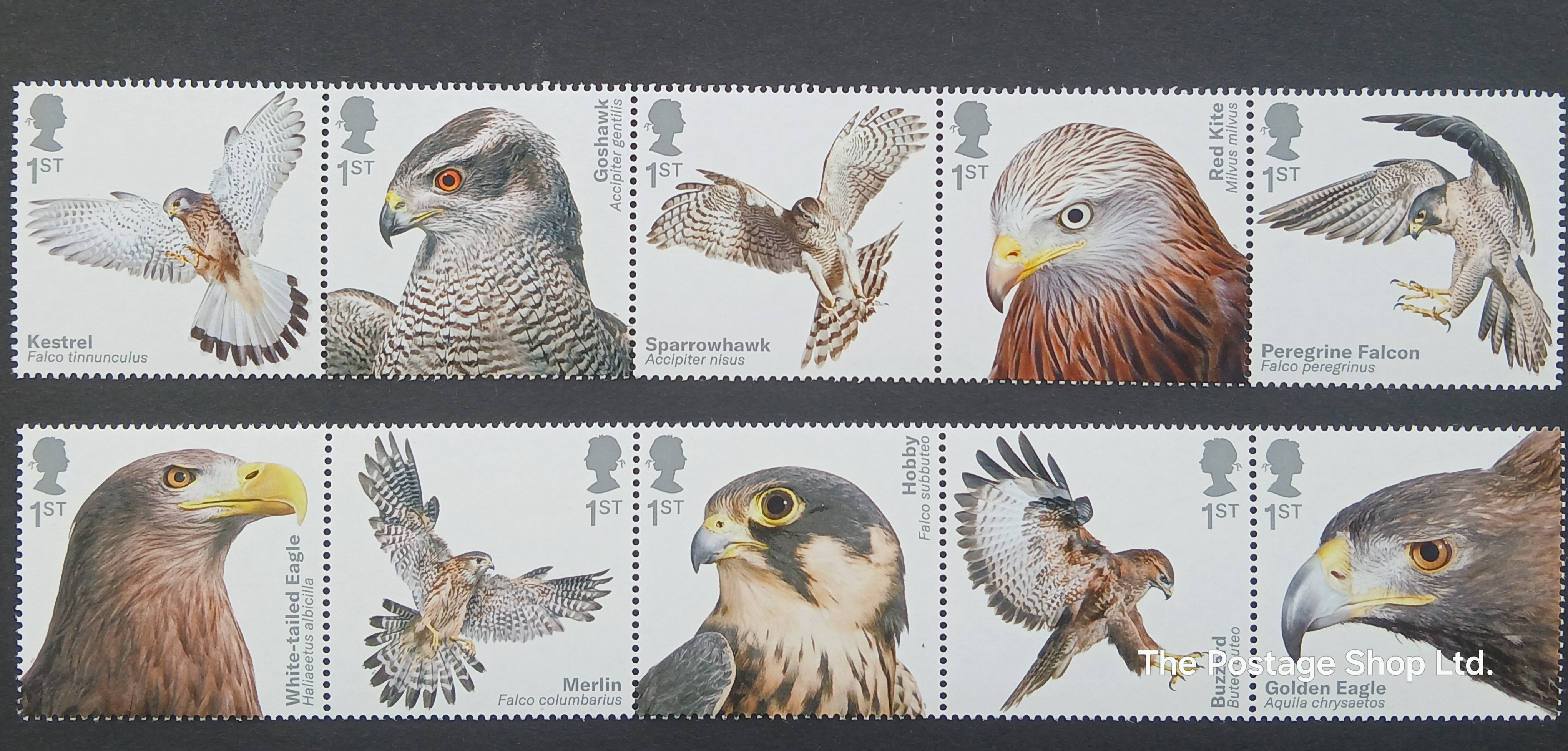 Birds of Prey - Save up to 35%