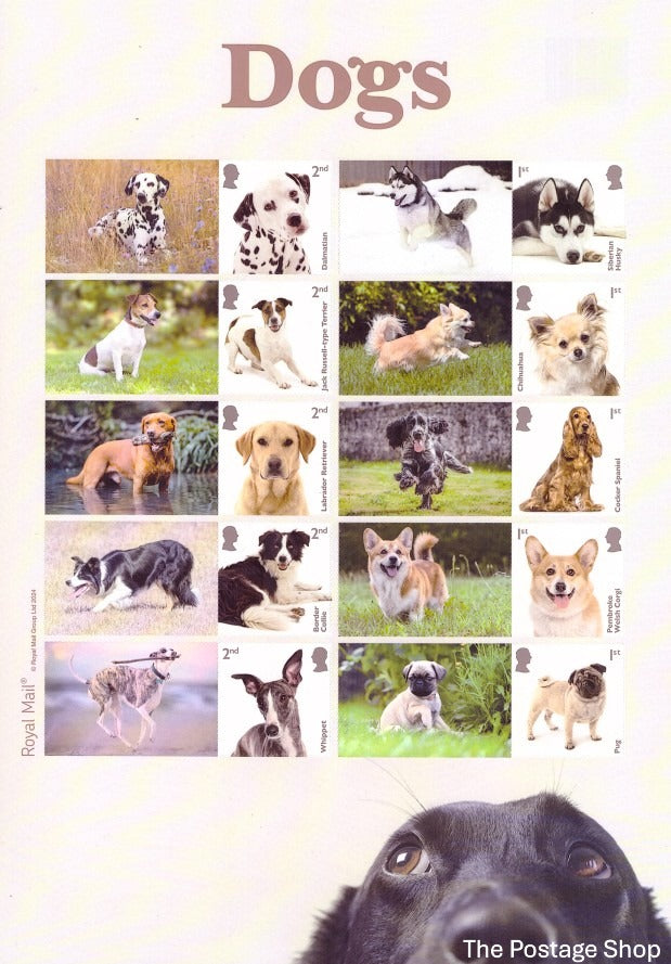 LS162 - Dogs - 2024